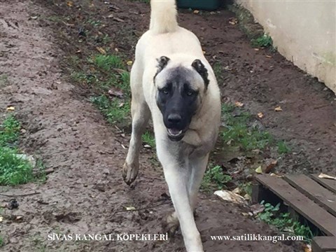 Satılık erkek damızlık kangal fiyatları 2017