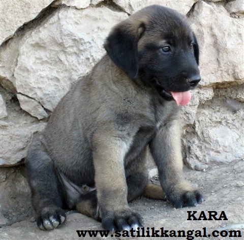 KANGAL KÖPEK YAVRU