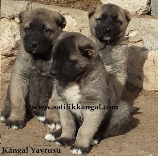 Irkının en iyilerinden satılık kangal yavruları 