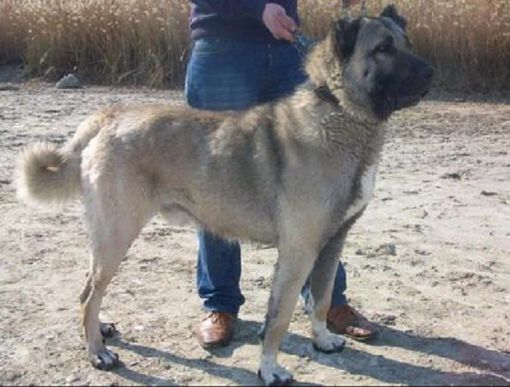 karabaş kangal köpek özellikleri