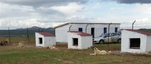 kangal köpeği yavrusu üretim çiftliği sivas