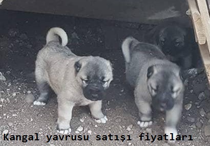 Kangal köpeği yavruları fiyatları