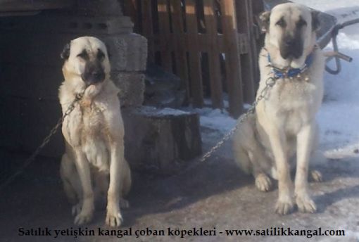 satılık yetişkin çoban köpeği