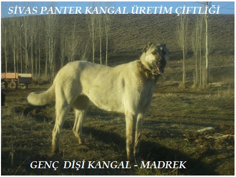  genç dişi kangallar