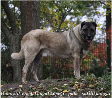 damızlık kangal köpek 