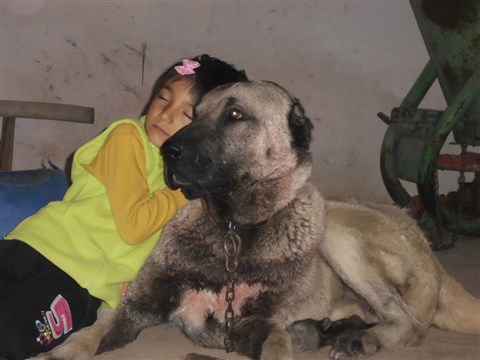  kangal köpek