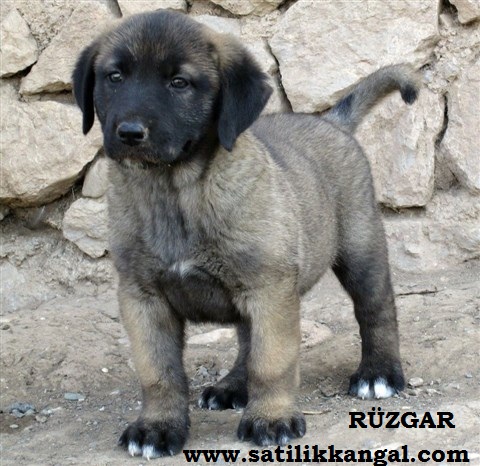 kangal yavrusu fiyatları satış