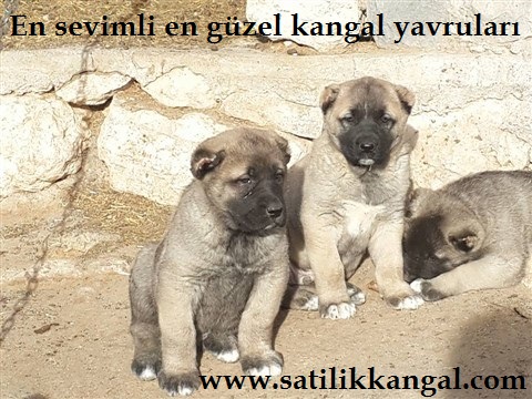 Saf kan kangal yavruları satılık