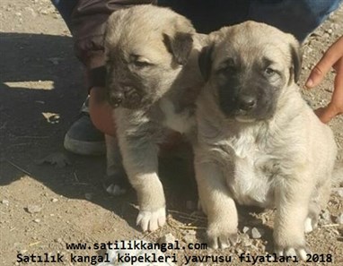 sahibinden satılık kangal köpek fiyatları