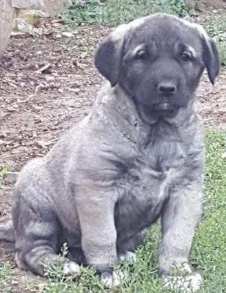 Satılık Ayı boğan Kangal Yavrusu Satılık Ayı boğan Kangal Yavrusu