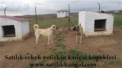 satılık yetişkin erkek kangal 
