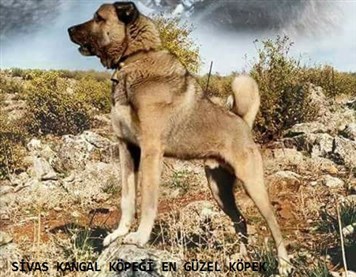 satılık büyük kangal 