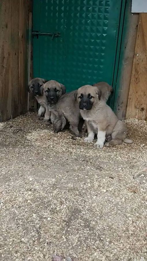  satılık kangal köpegi yavrusu ve fiyatları