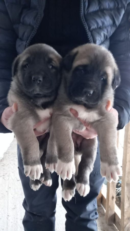  Satılık Kangal Köpekleri