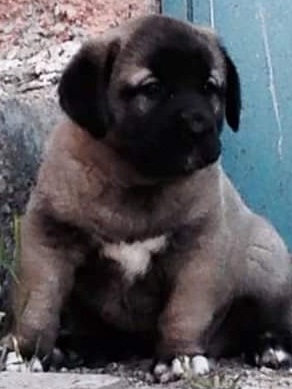  Bursa kangal üretim çiftliği 