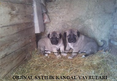  satilik_orjinal_kangal_yavrusu_382_x_263