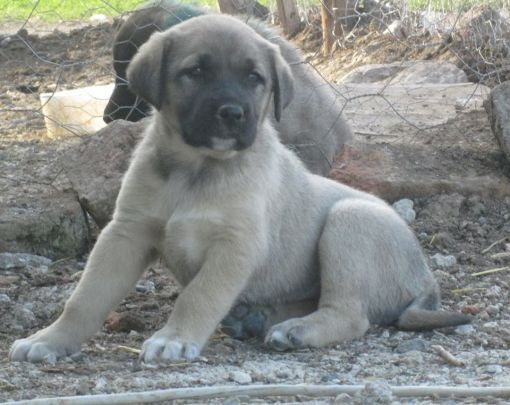  satılık safkan kangal yavrusu