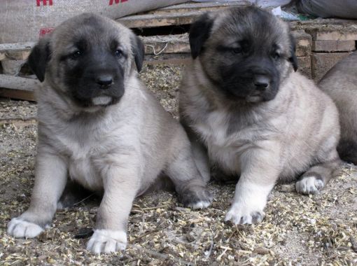 Satılık Sivas Kangal Köpek Yavrusu Satılık Sivas Kangal Köpek Yavrusu