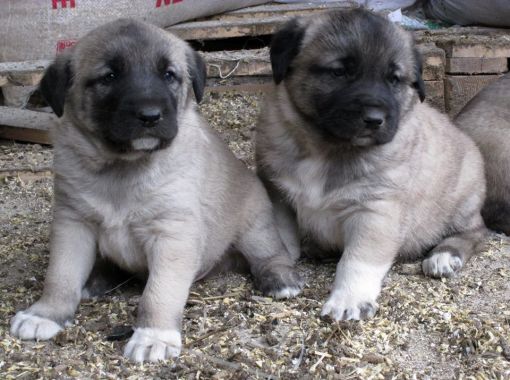  Satılık Sivas Kangal Köpek Yavrusu  