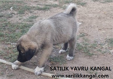 KANGAL ÇİFTLİĞİ YAVRU KANGAL SATIŞLARI