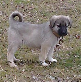  secereli_kangal_yavrusu