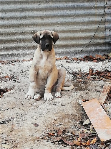 Sivas kangal köpeği yavrusu satışları 