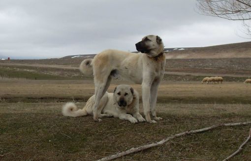  sivas kangal köpeği satılık kangal