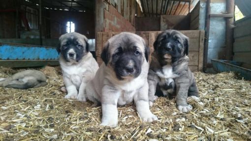 sivas kangal yavrusu sahiplenme sivas kangal yavrusu sahiplenme