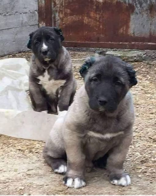 sivas kangal yavrusu satışı sivas kangal yavrusu satışı