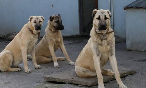  Sivas Satılık Kangal Köpekleri