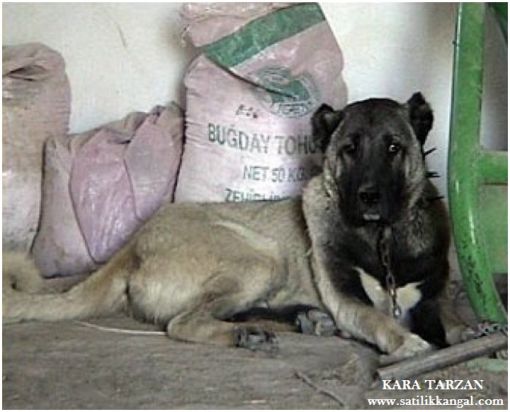 karabaş köpekleri