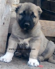 Satılık kangal yavrusu Kangal yavrusu yaman