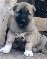 Kangal yavrusu yaman 