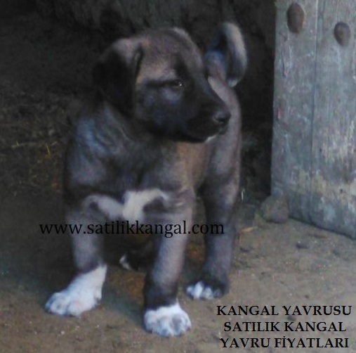  kangal yavrusu