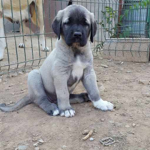 yavru köpek fiyatlarımız