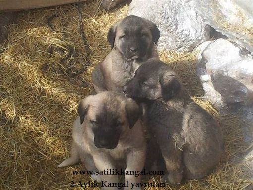 kangal yavrusu satışı 