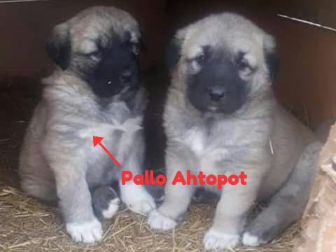  yavru kangal köpegi nreden alınır