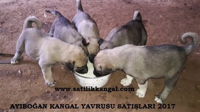 ayıboğan kangal satışları