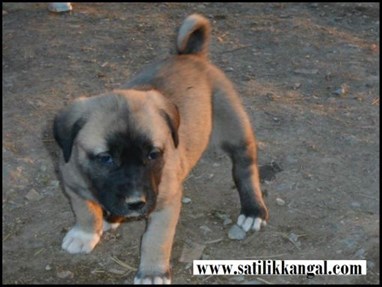 Kangal köpeği yavrusu