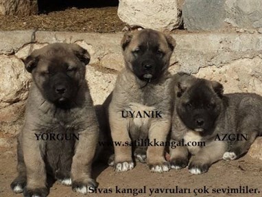 kangal yavruları