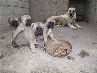 yavru kangal köpeği satışı fiyatları güncel 2018 