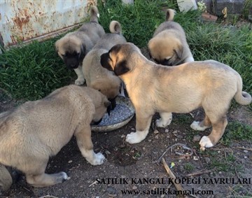 satılık kangal yavrusu fiyatları 2018 