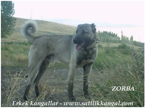 erkek kangal zorba