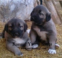 KANGAL FİYATLARI 2023