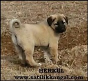 ORJİNAL KANGAL YAVRU SATILIK