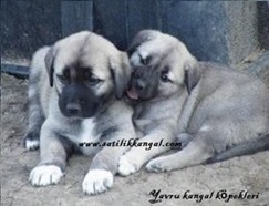 Kangal yavrusu al