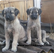 Satılık yavru köpek kangal