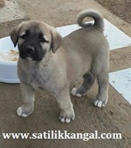 Türkiye kangal Satılık Kangal yavrusu fiyatları ilanları