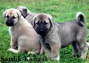 2022 Kangal Köpek Yavrusu