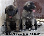 2023 Kangal Yavru Satışı